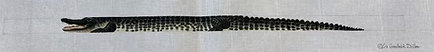 TTB146 - Alligator Belt