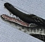 TTB146 - Alligator Belt